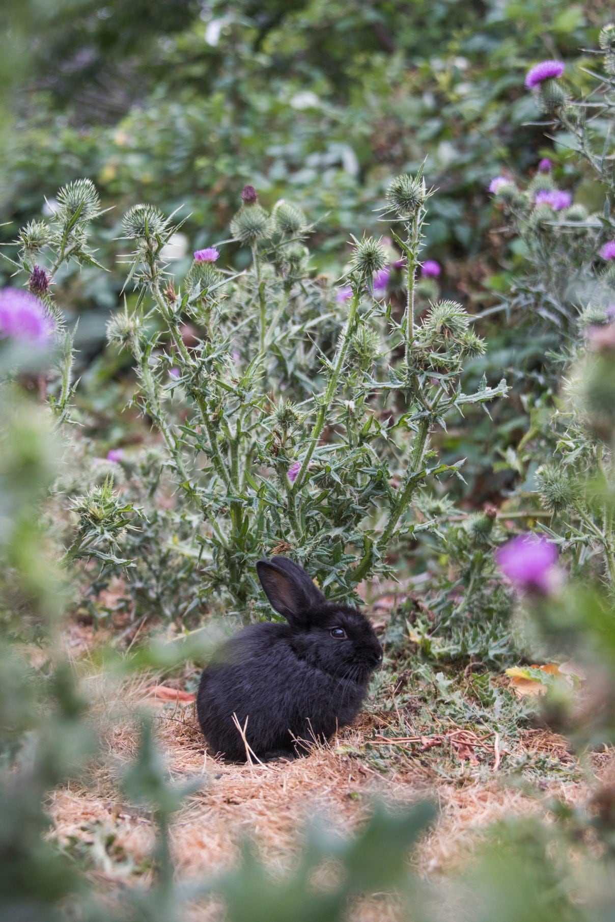 A black rabbit at Jericho Beach, in Vancouver