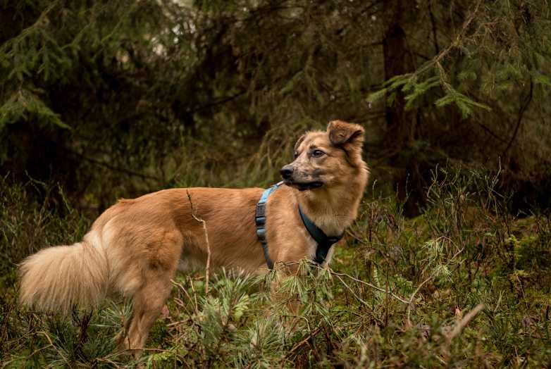 A blond dog outdoors with a harness.