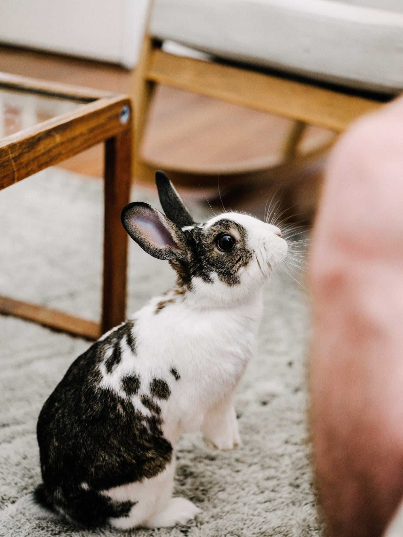 A domesticated rabbit in a living room. 