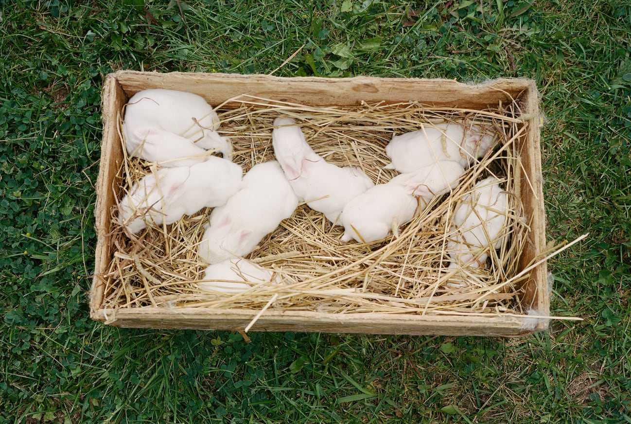 A box on the grass with baby rabbits. 