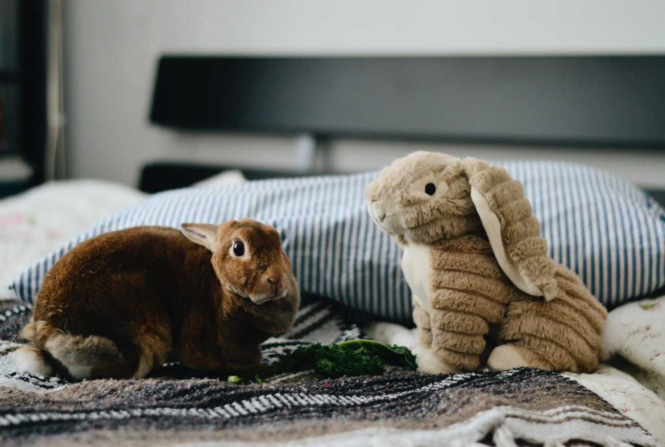 A brown rabbit on a bed, next to a stuffed rabbit.